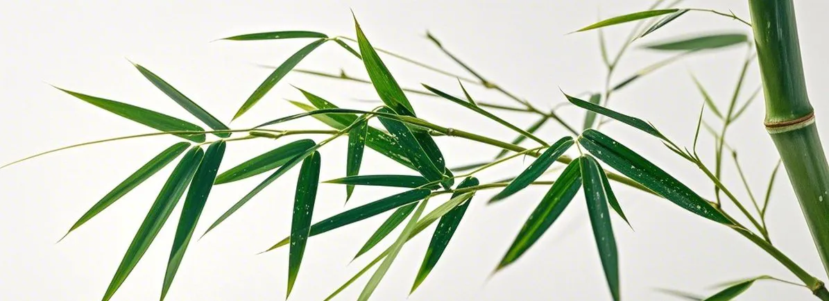 Bamboo extract powder benefits