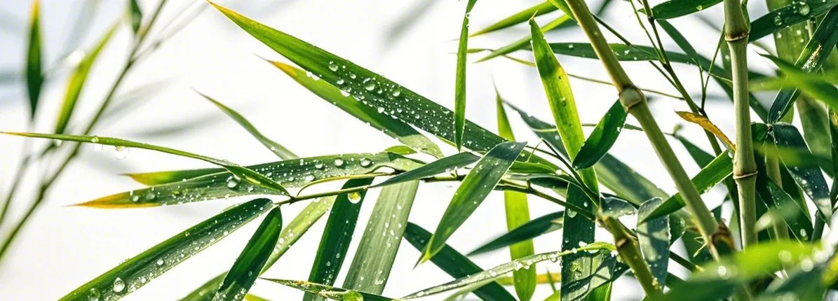Bamboo extract powder for hair